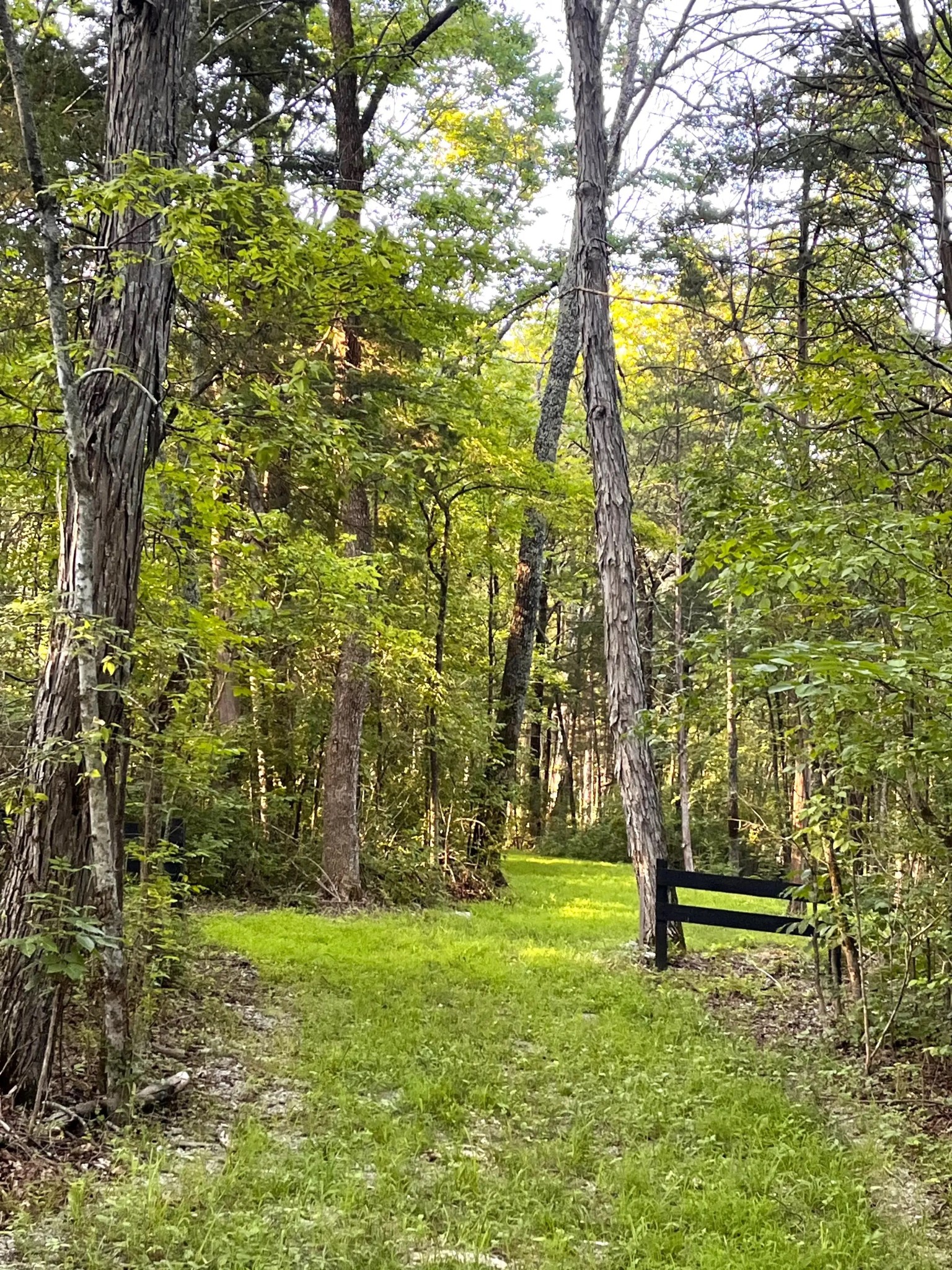 261 Blackbird Road Mount Juliet, TN 37122 - Photo 18 of 36 a view of backyard with tree