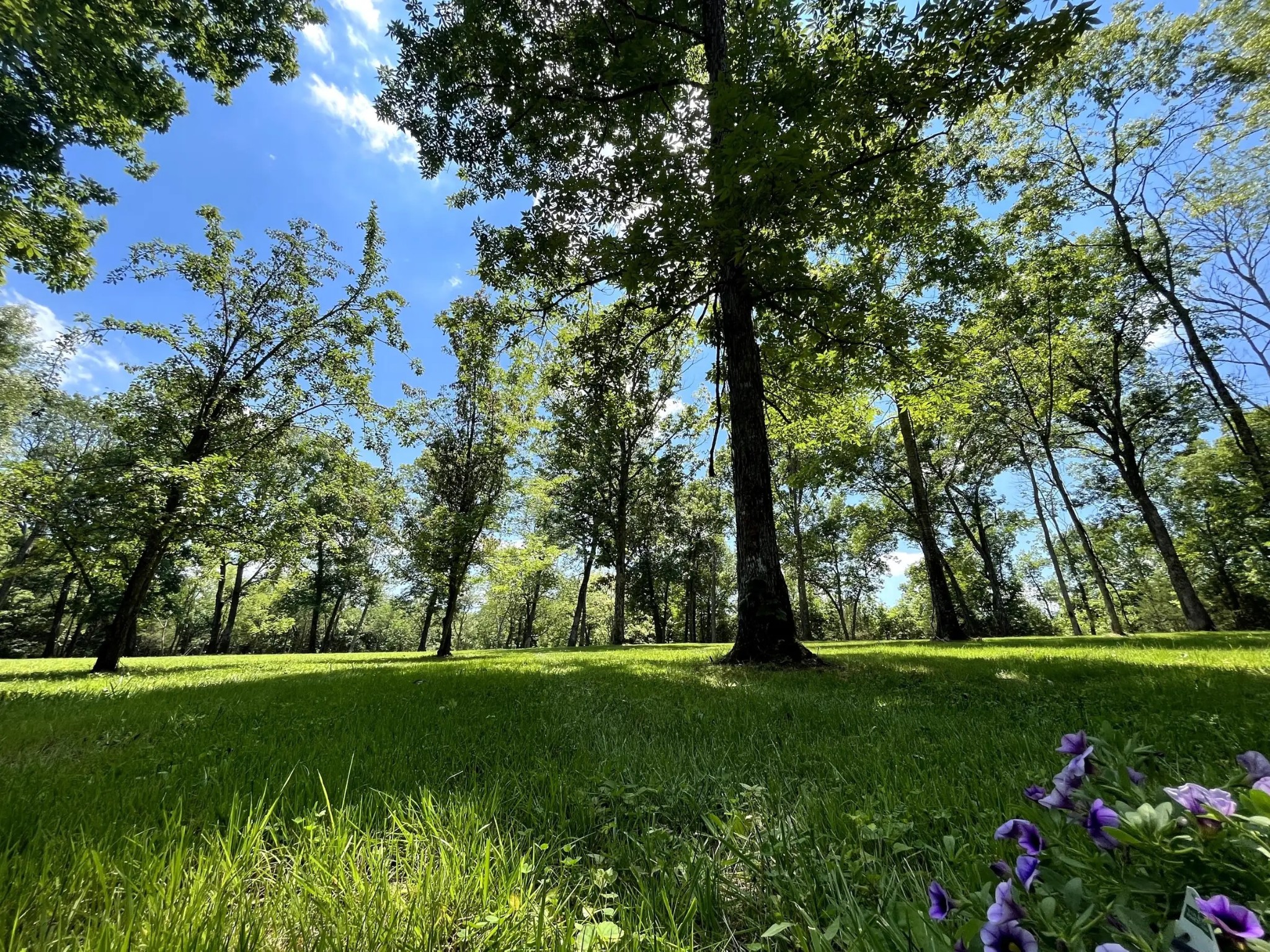 261 Blackbird Road Mount Juliet, TN 37122 - Photo 22 of 36 a view of green field