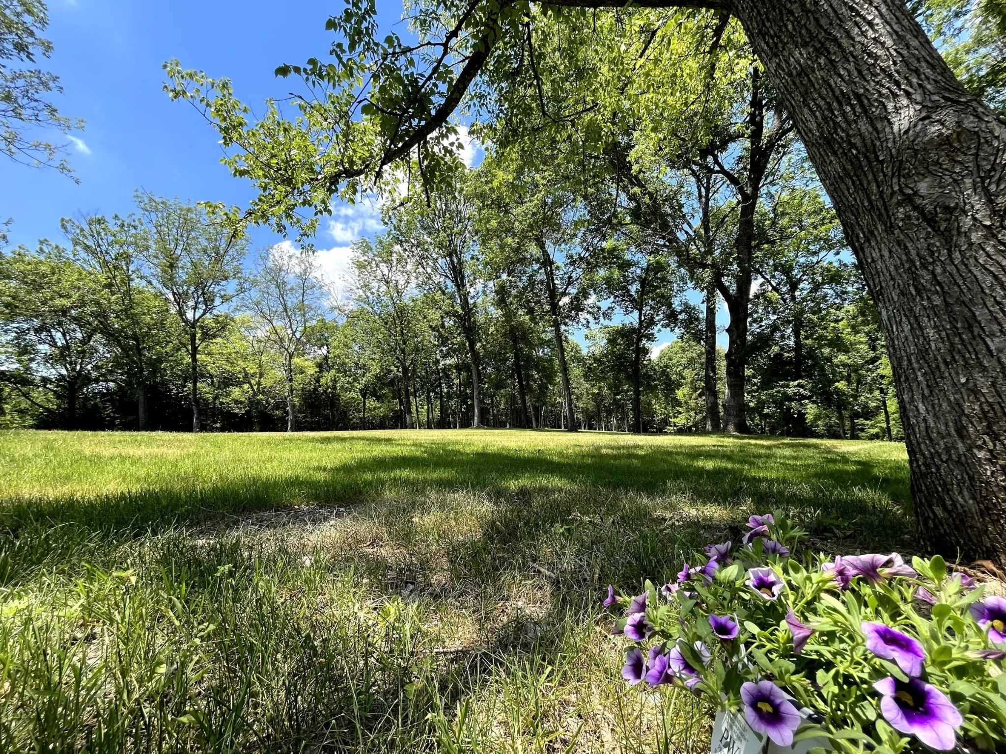 261 Blackbird Road Mount Juliet, TN 37122 - Photo 23 of 36 a view of a garden with flowers and trees