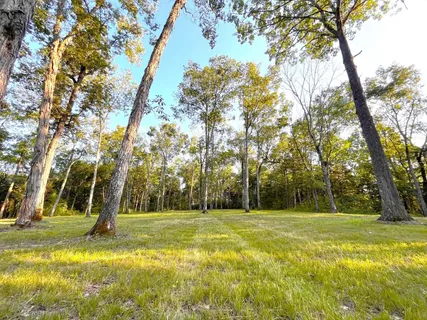 a view of a park with large trees