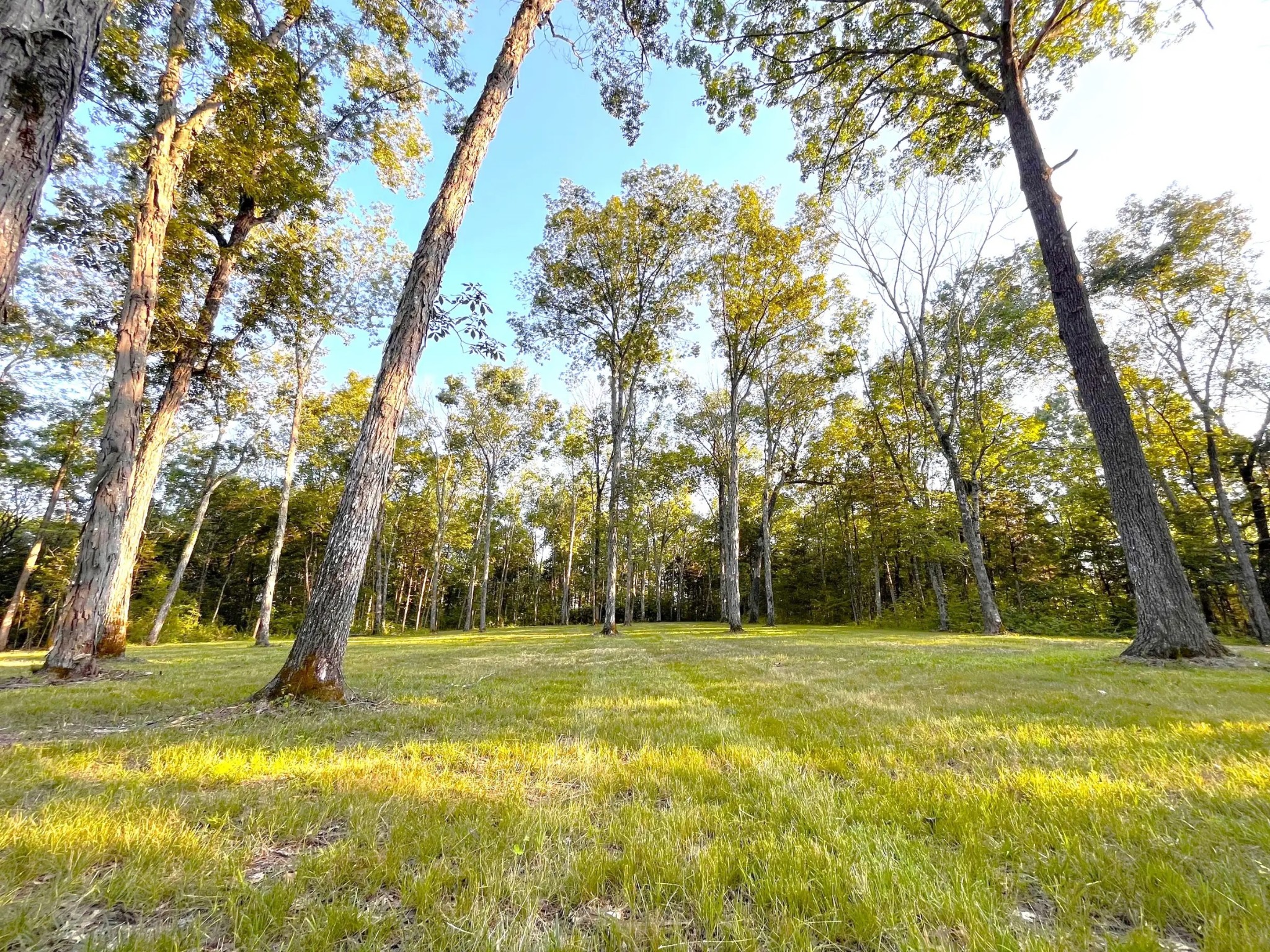 261 Blackbird Road Mount Juliet, TN 37122 - Photo 26 of 36 a garden view with a fountain