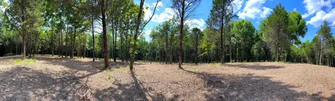 a view of a yard with plants and trees