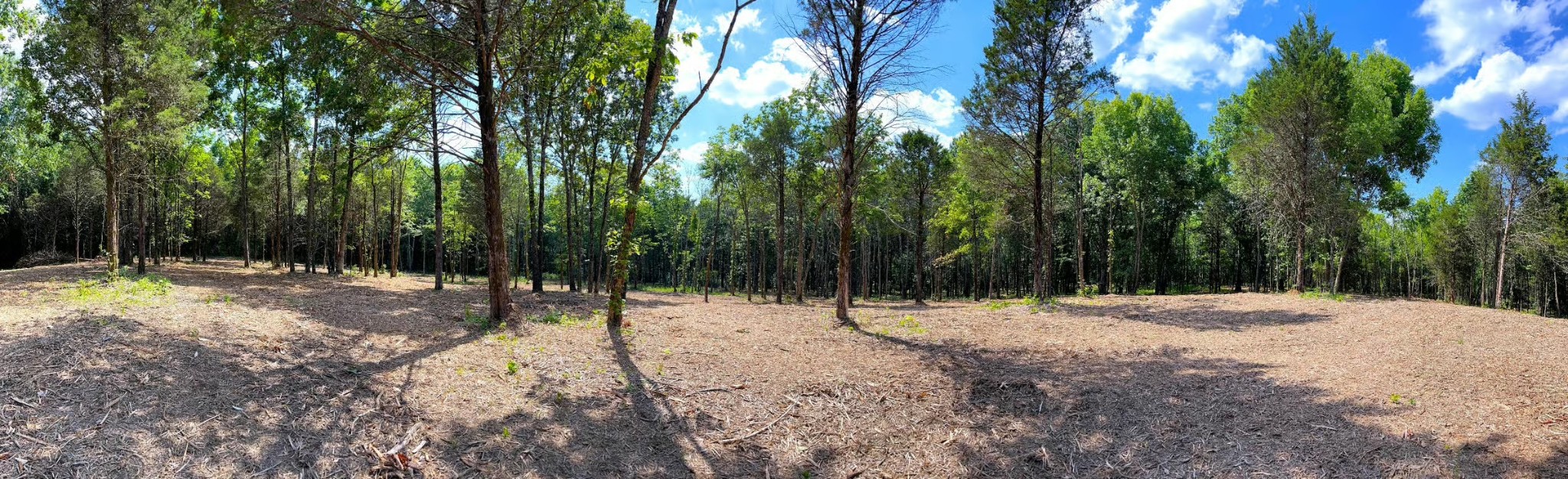 261 Blackbird Road Mount Juliet, TN 37122 - Photo 32 of 36 a view of outdoor space with trees