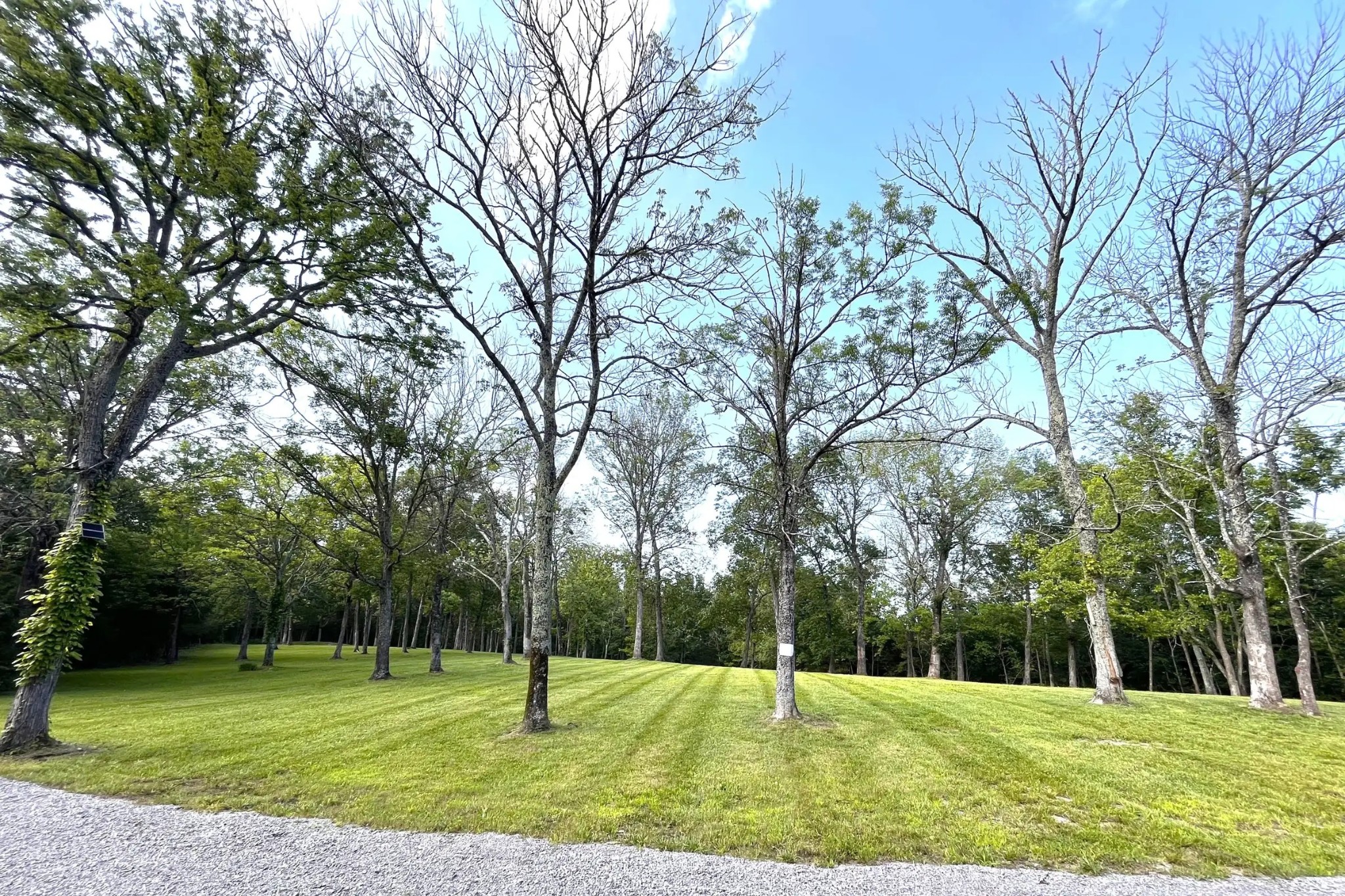 261 Blackbird Road Mount Juliet, TN 37122 - Photo 7 of 36 a view of a park with large trees