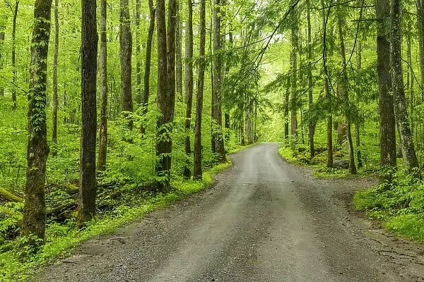 261 Blackbird Road Mount Juliet, TN 37122 - Photo 8 of 36 a view of a garden with plants