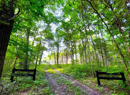 a view of a trees with a yard