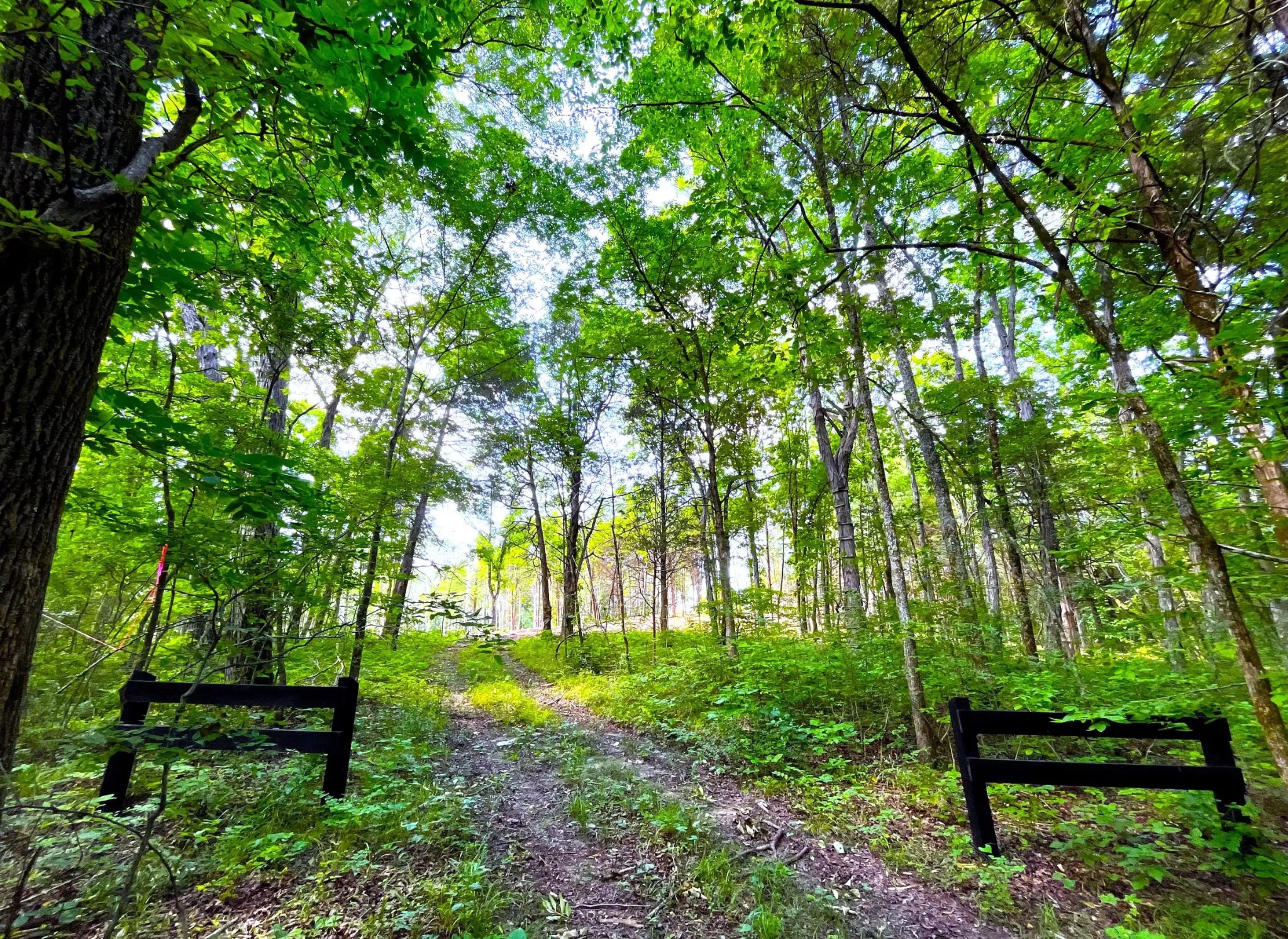 261 Blackbird Road Mount Juliet, TN 37122 - Photo 10 of 36 a view of outdoor space