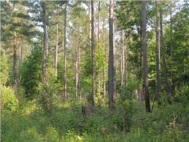 1775 County Rd S-25-42 Varnville, SC 29944 - Photo 16 of 45 20150715210856417009000000-o