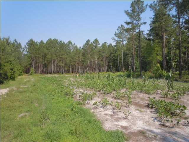 1775 County Rd S-25-42 Varnville, SC 29944 - Photo 17 of 45 20150715210856493153000000-o