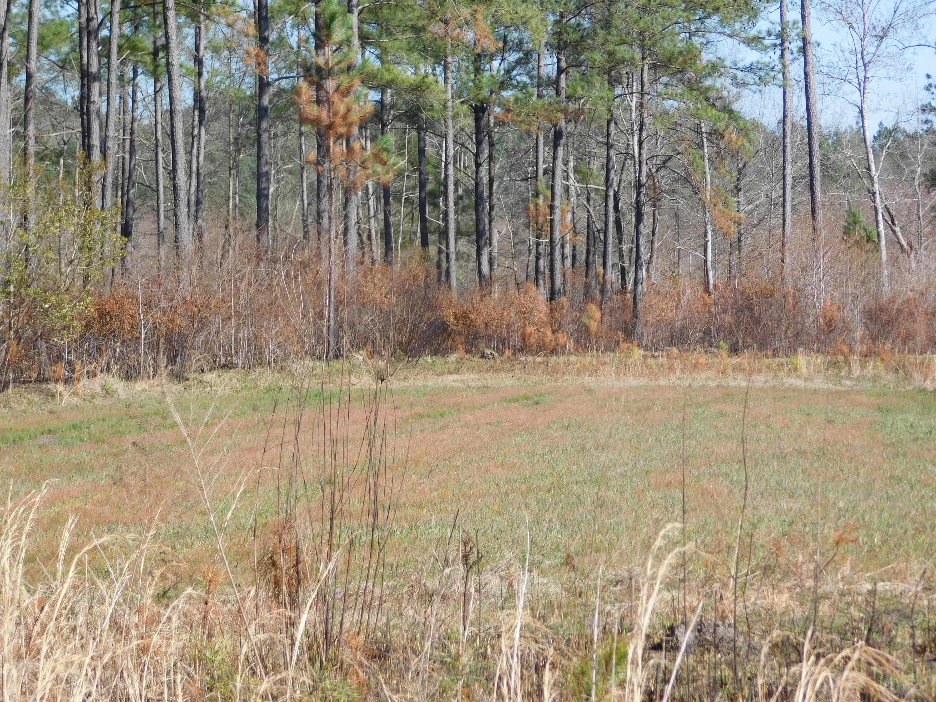 1775 County Rd S-25-42 Varnville, SC 29944 - Photo 34 of 45 DSCN0502