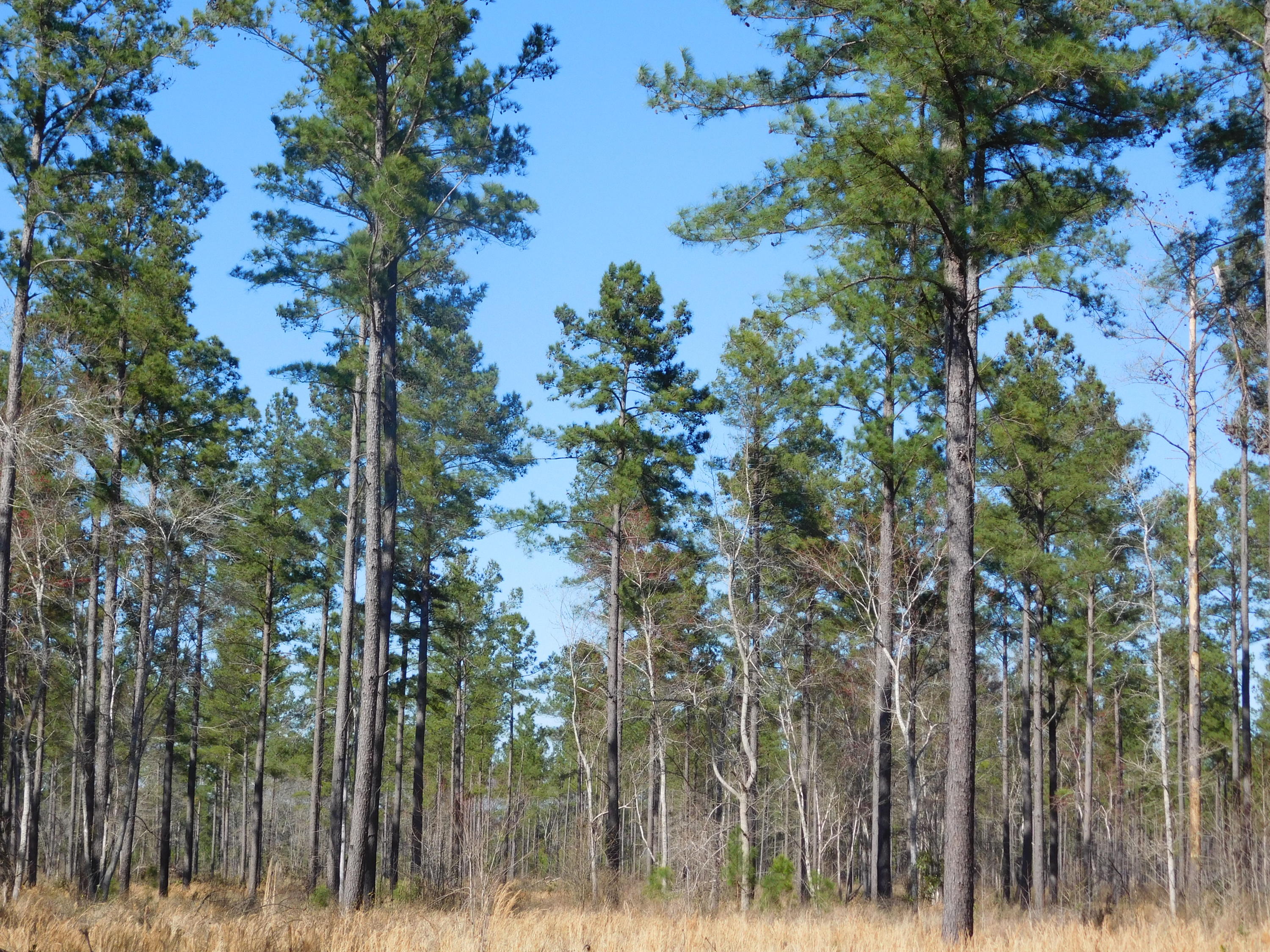 1775 County Rd S-25-42 Varnville, SC 29944 - Photo 35 of 45 DSCN0554