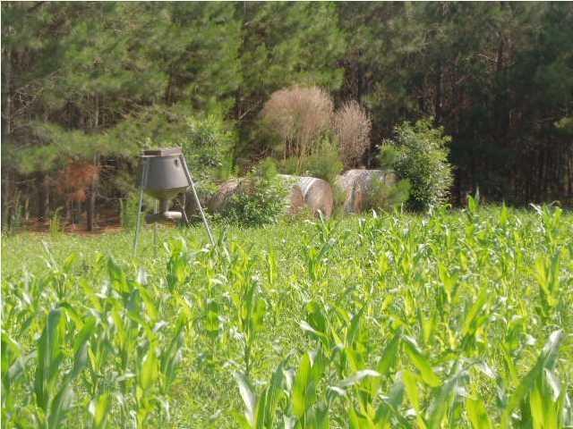 1775 County Rd S-25-42 Varnville, SC 29944 - Photo 8 of 45 20150715210854971491000000-o