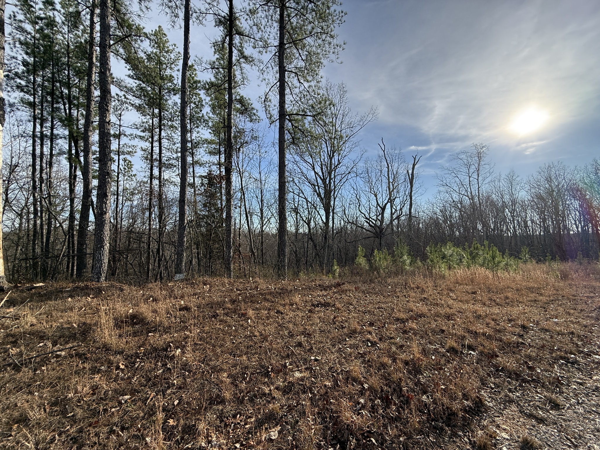0 Richland Harbor Road Waverly, TN 37185 - Photo 5 of 8 a view of a yard with trees