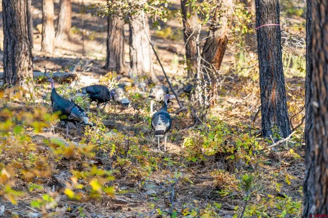 a view of a house with a yard and tree s