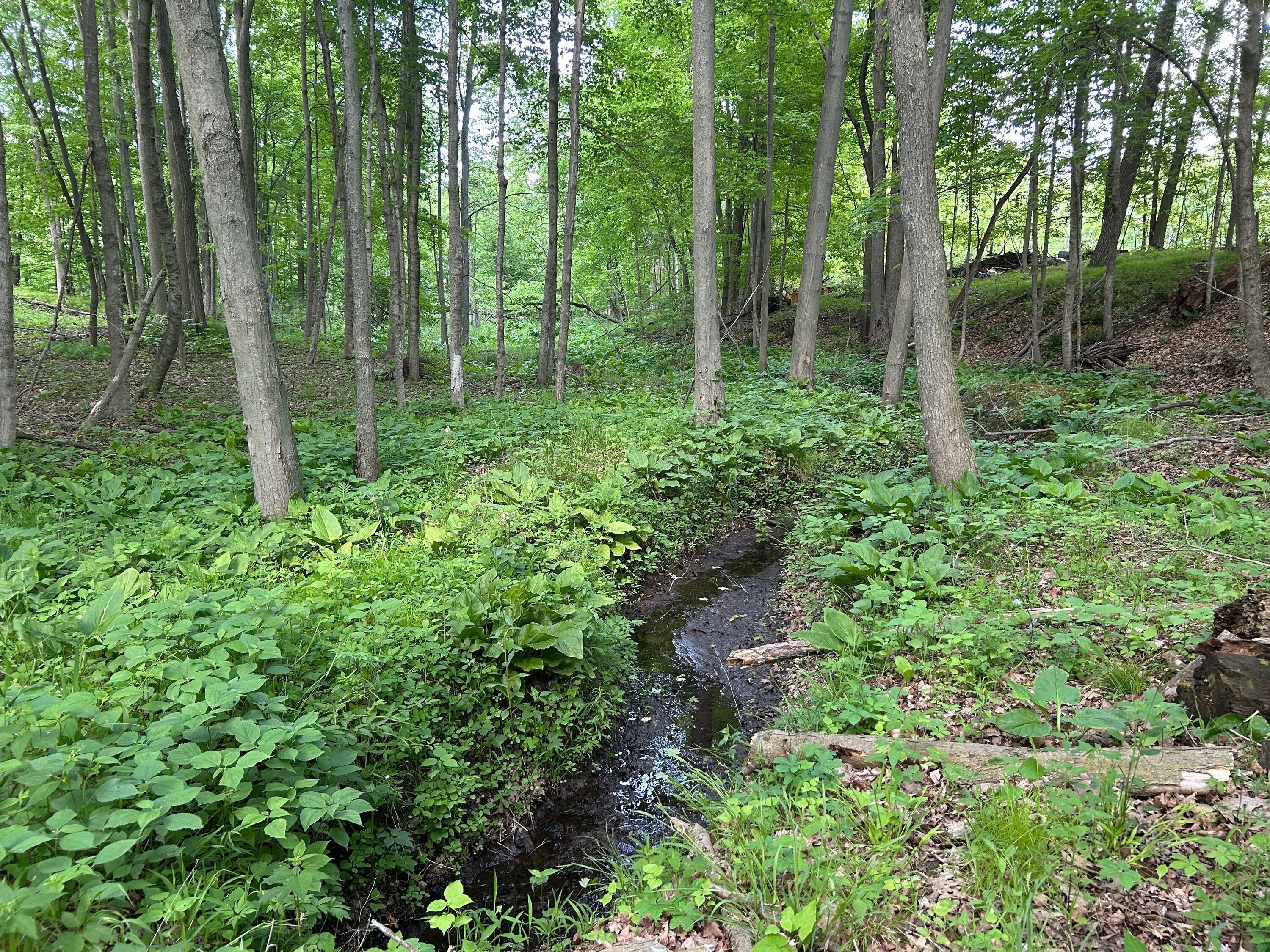 15300 Rome Road Manitou Beach, MI 49253 - Photo 13 of 59 IMG_2946