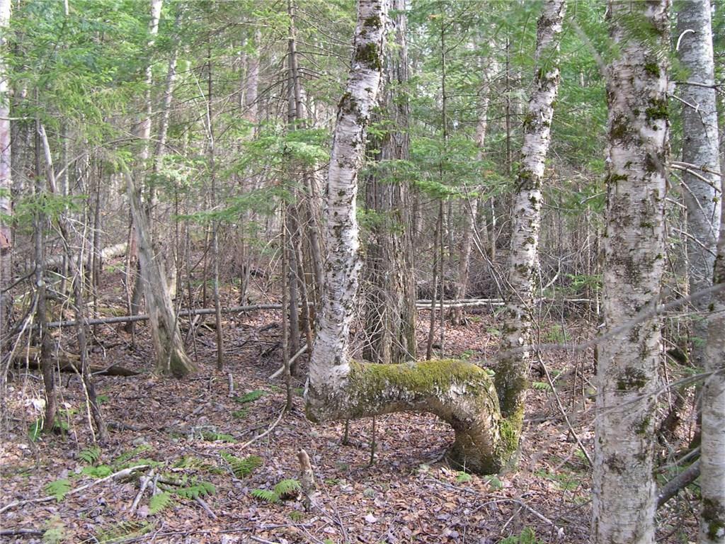 interesting birch