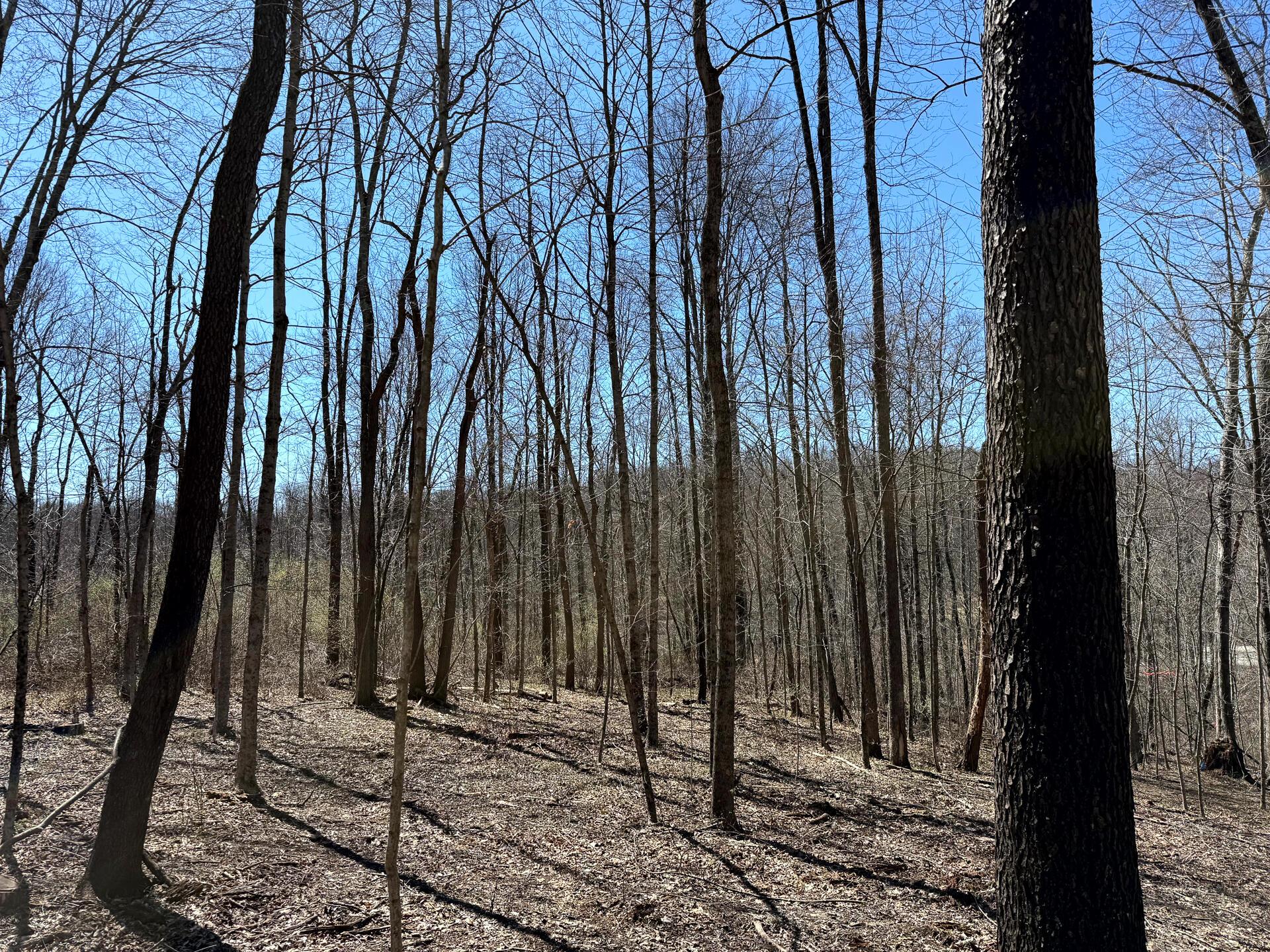 0 Dutch Ridge Road Southeast, Unit WOODS TURKEY RUN TRACT 5) New Lexington, OH 43764 - Photo 11 of 58 CT-11