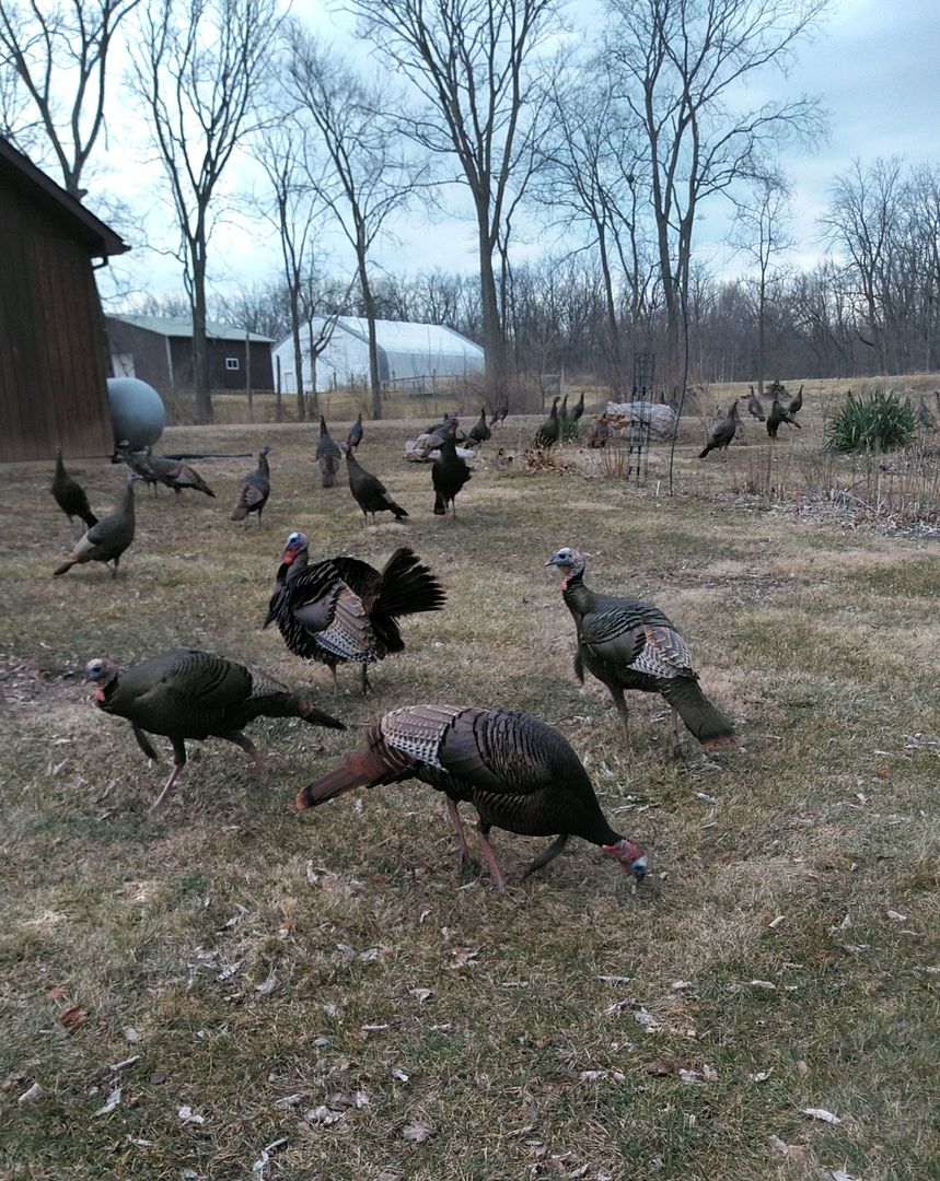 911 Melugins Grove Road Compton, IL 61318 - Photo 58 of 60