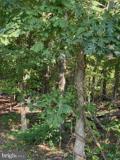 3810 Oaklawn Road Fort Washington, MD 20744 - Photo 3 of 7 Wooded View