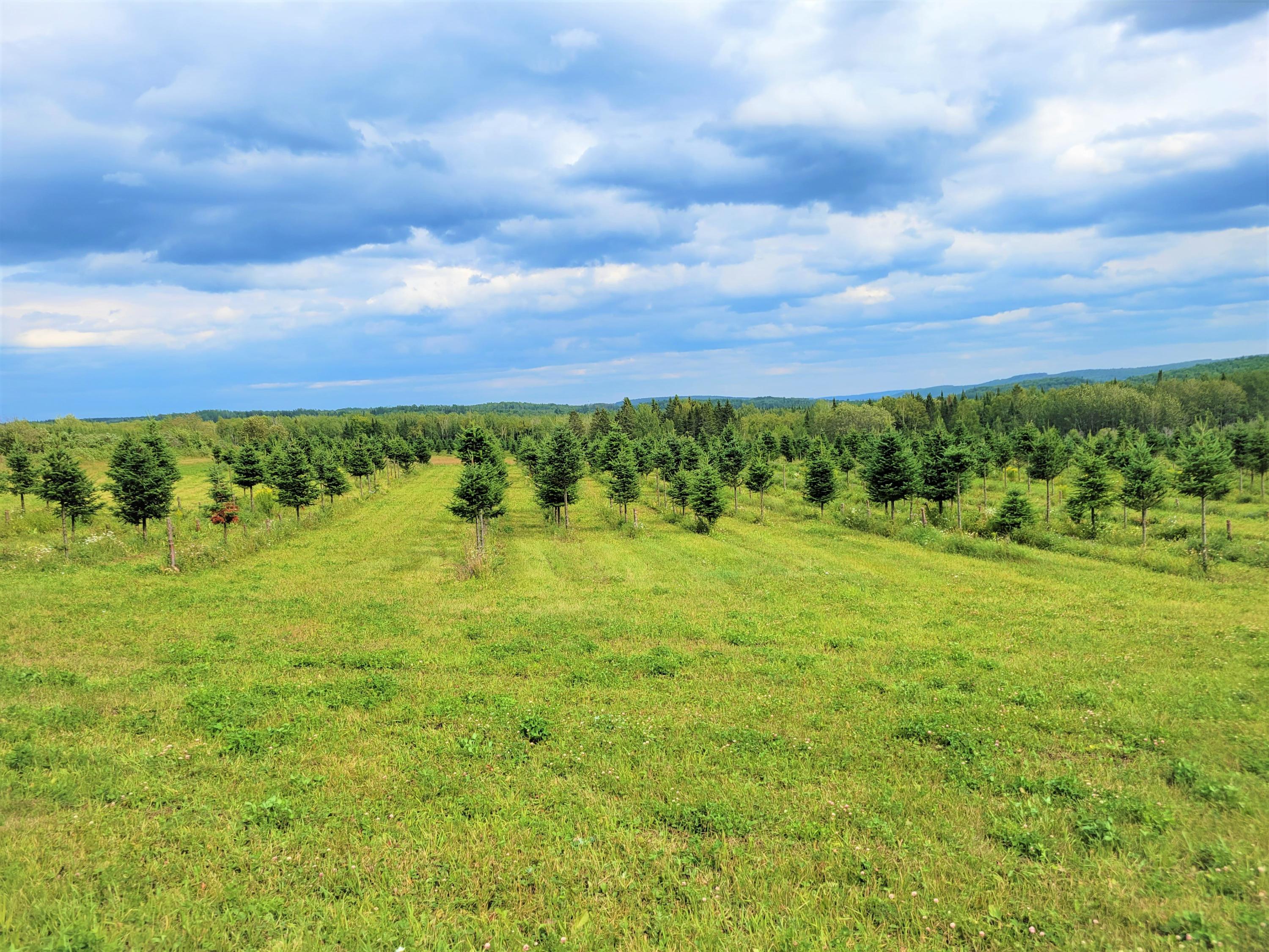 Map38-lot3 Doucette Road Grand Isle, ME 04746 - Photo 12 of 25 12