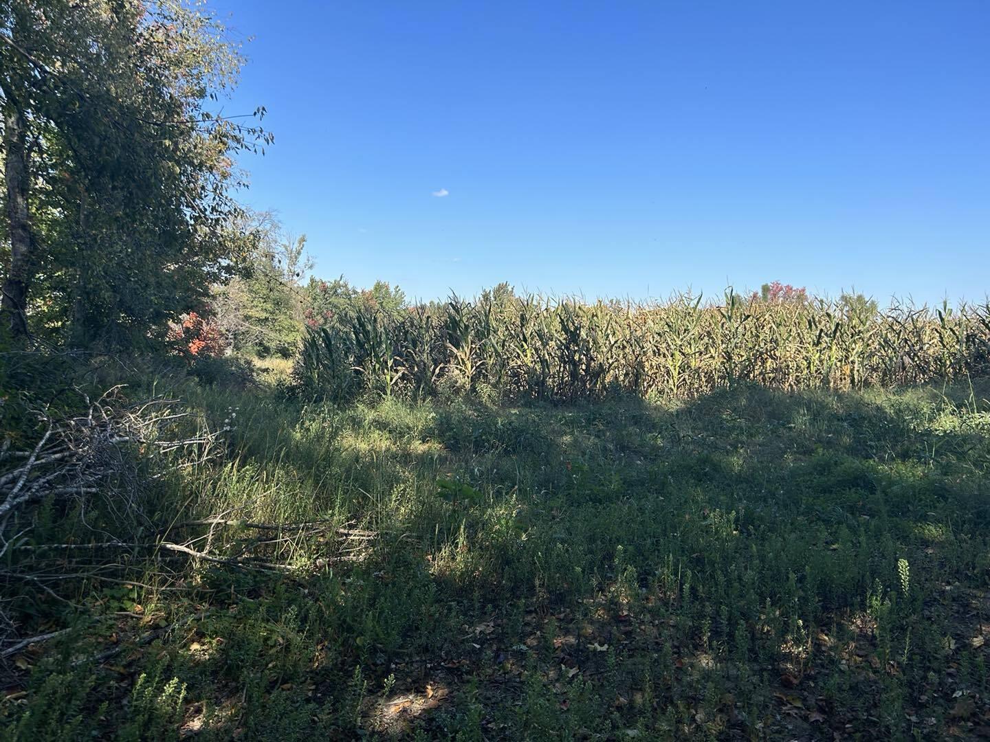 V/l East Bacon Road Pittsford, MI 49271 - Photo 5 of 13 bacon3