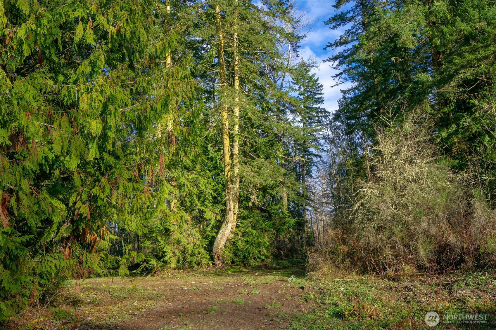-nka Atterberry Road Sequim, WA 98382 - Photo 11 of 31 a view of a lush green forest