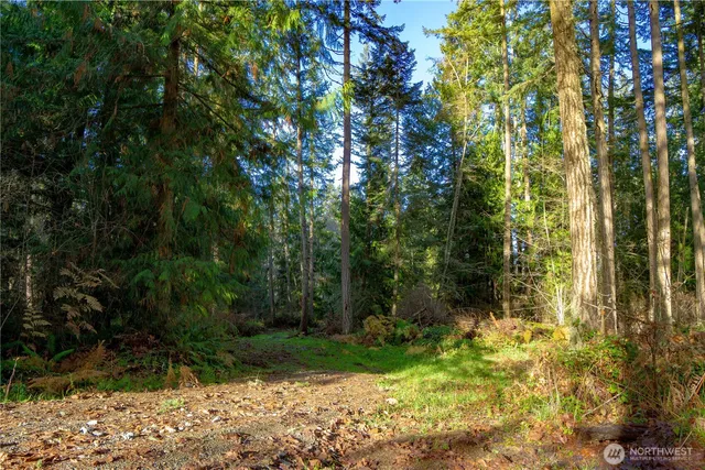 a view of backyard with plants and trees