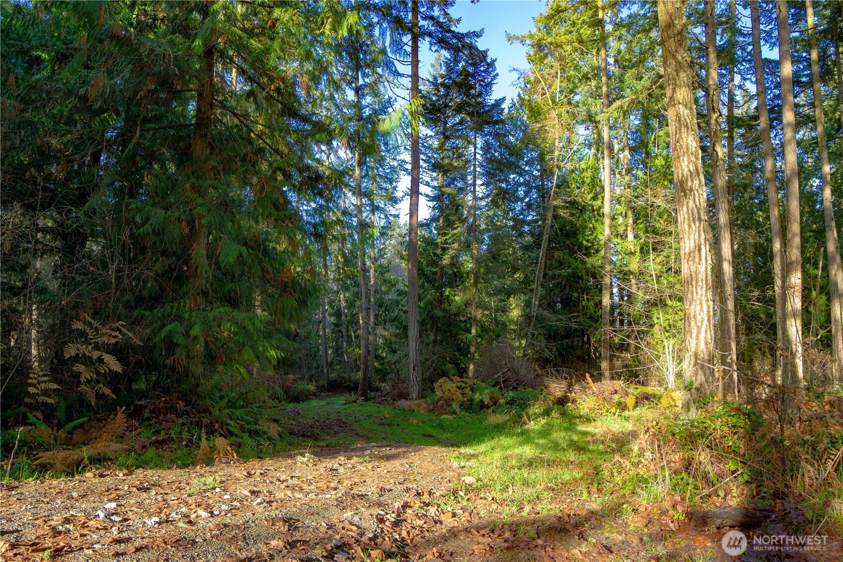 -nka Atterberry Road Sequim, WA 98382 - Photo 12 of 31 a view of backyard with plants and trees