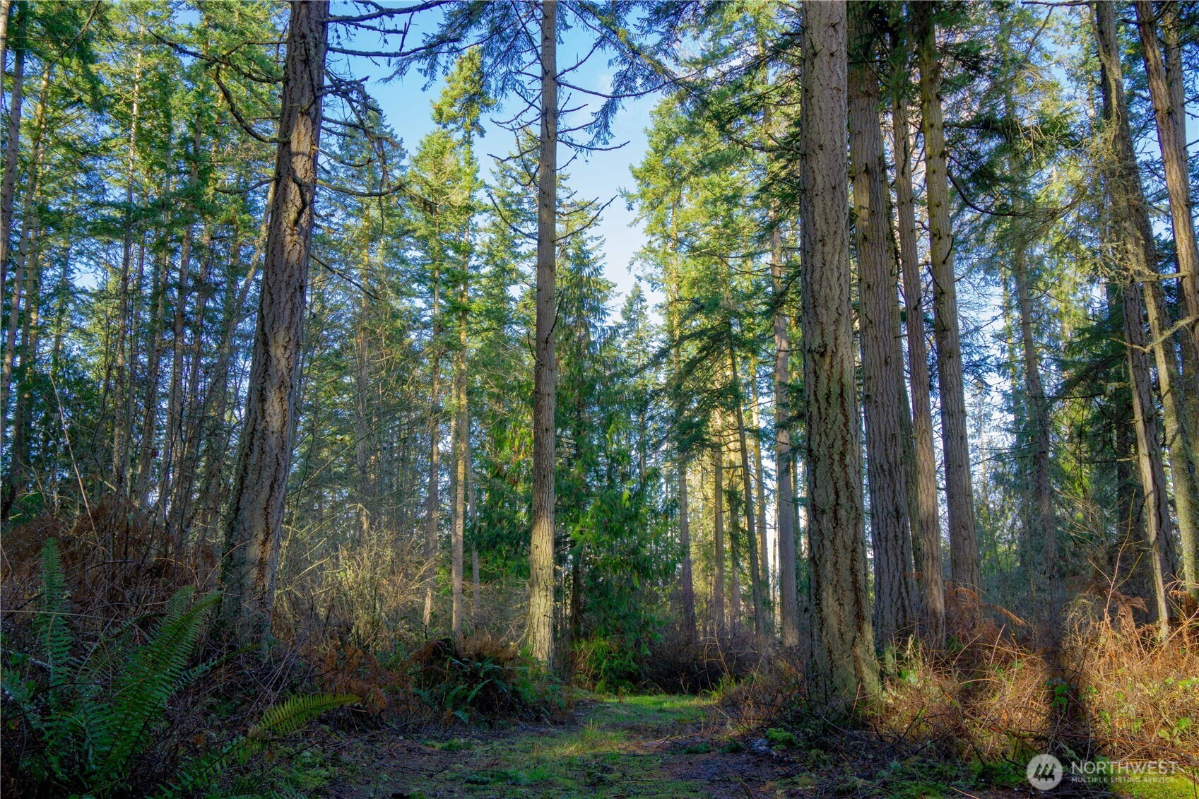 -nka Atterberry Road Sequim, WA 98382 - Photo 17 of 31 a view of forest