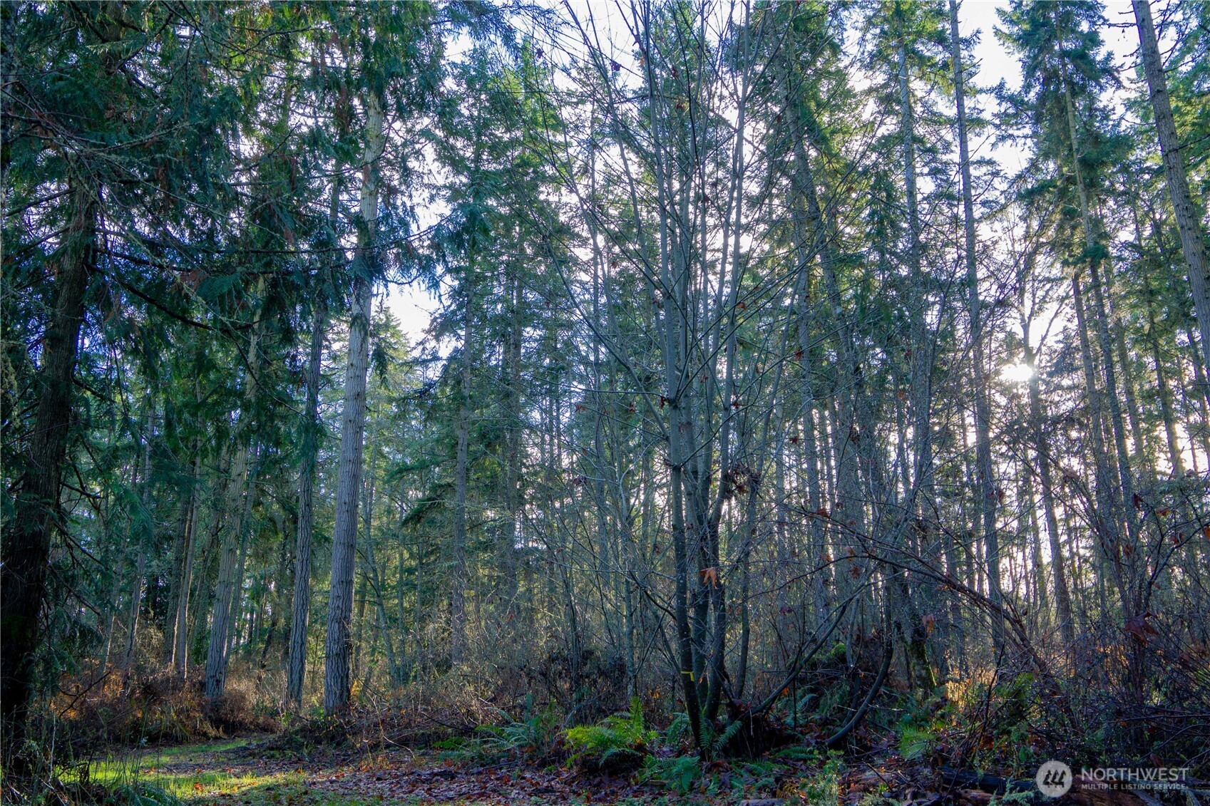 -nka Atterberry Road Sequim, WA 98382 - Photo 19 of 31 a view of forest