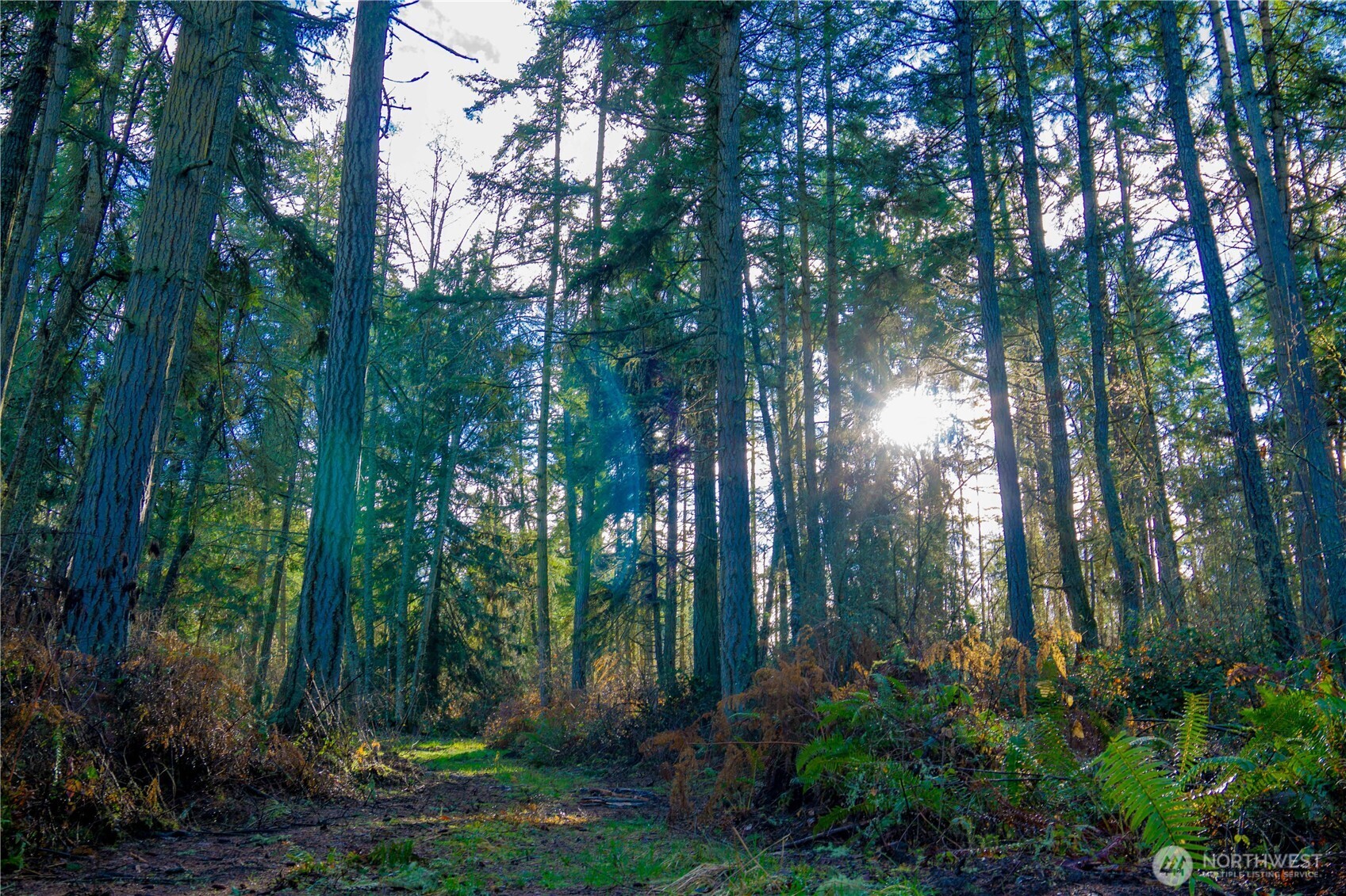 -nka Atterberry Road Sequim, WA 98382 - Photo 2 of 31 a view of a forest