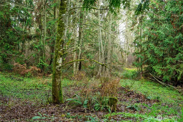 a green field with lots of bushes