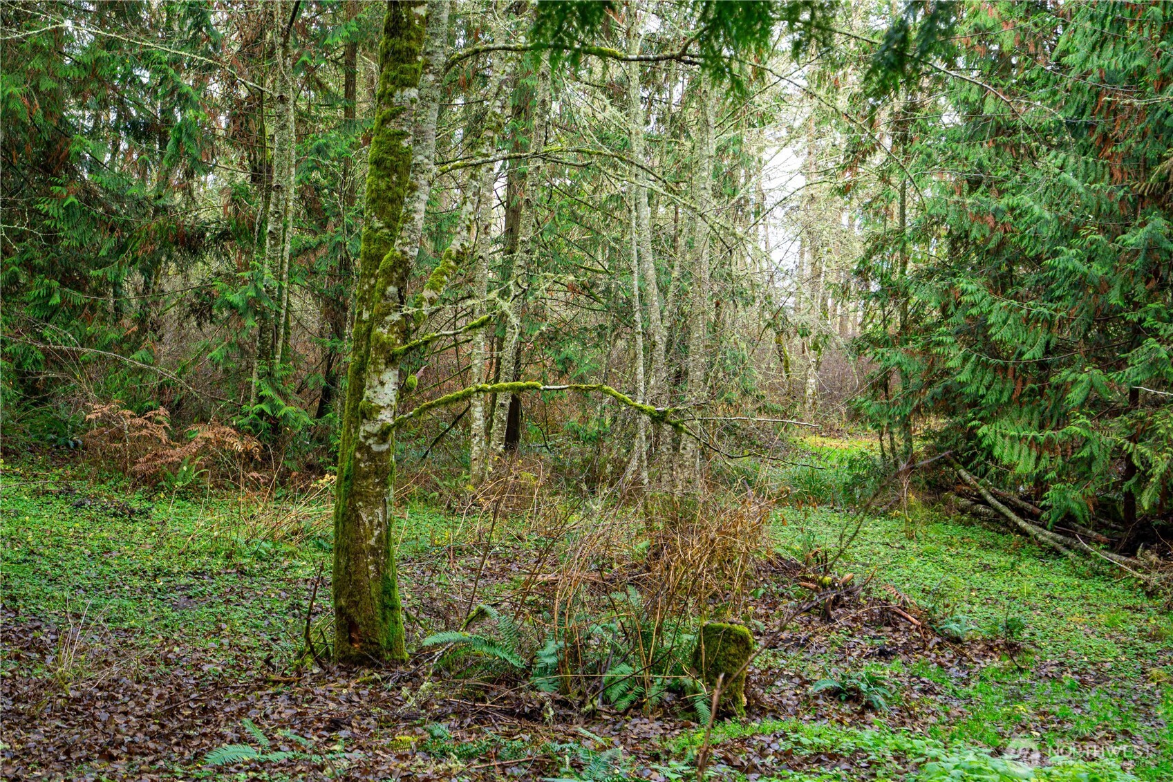 -nka Atterberry Road Sequim, WA 98382 - Photo 24 of 31 a green field with lots of bushes