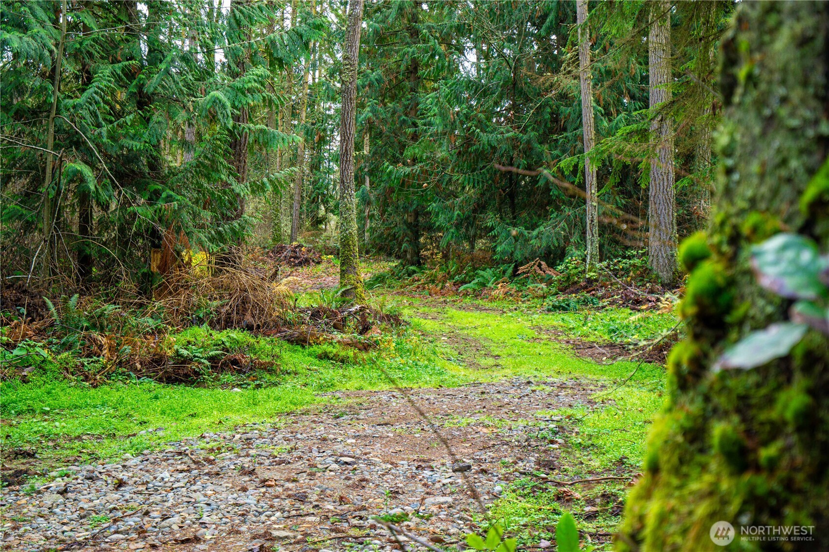 -nka Atterberry Road Sequim, WA 98382 - Photo 26 of 31 a view of a yard with plants and large trees