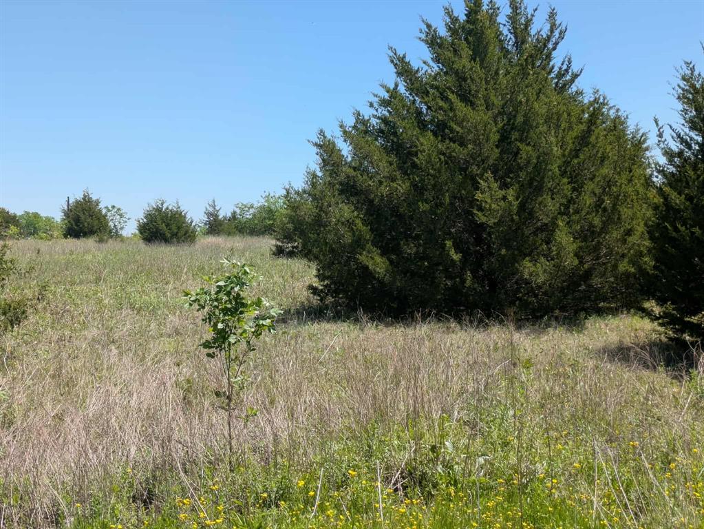 11008 County Road 670 Blue Ridge, TX 75424 - Photo 7 of 17 Pretty clean lot with a mixture of trees