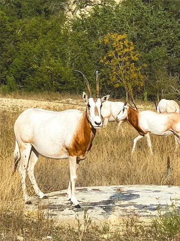a view of a bunch of trees