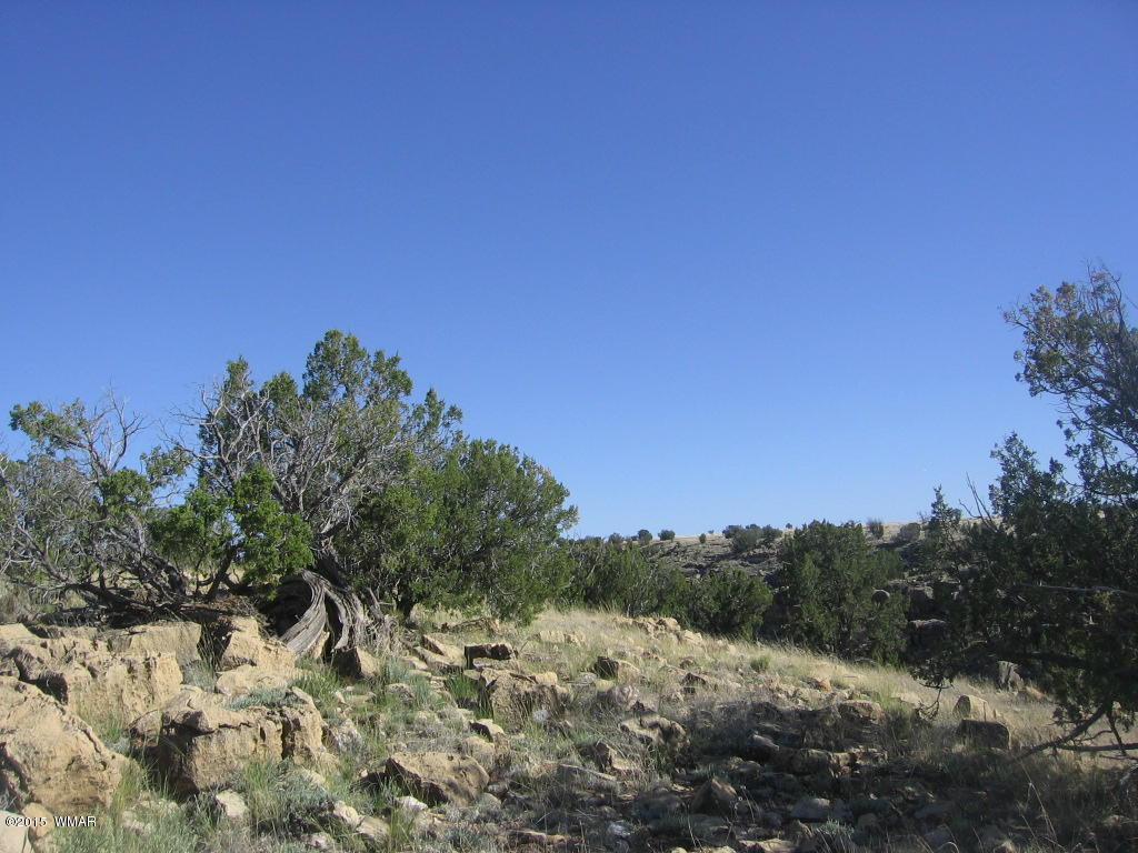 Lot 469 Chevelon Canyon Overgaard, AZ 85933 - Photo 12 of 16