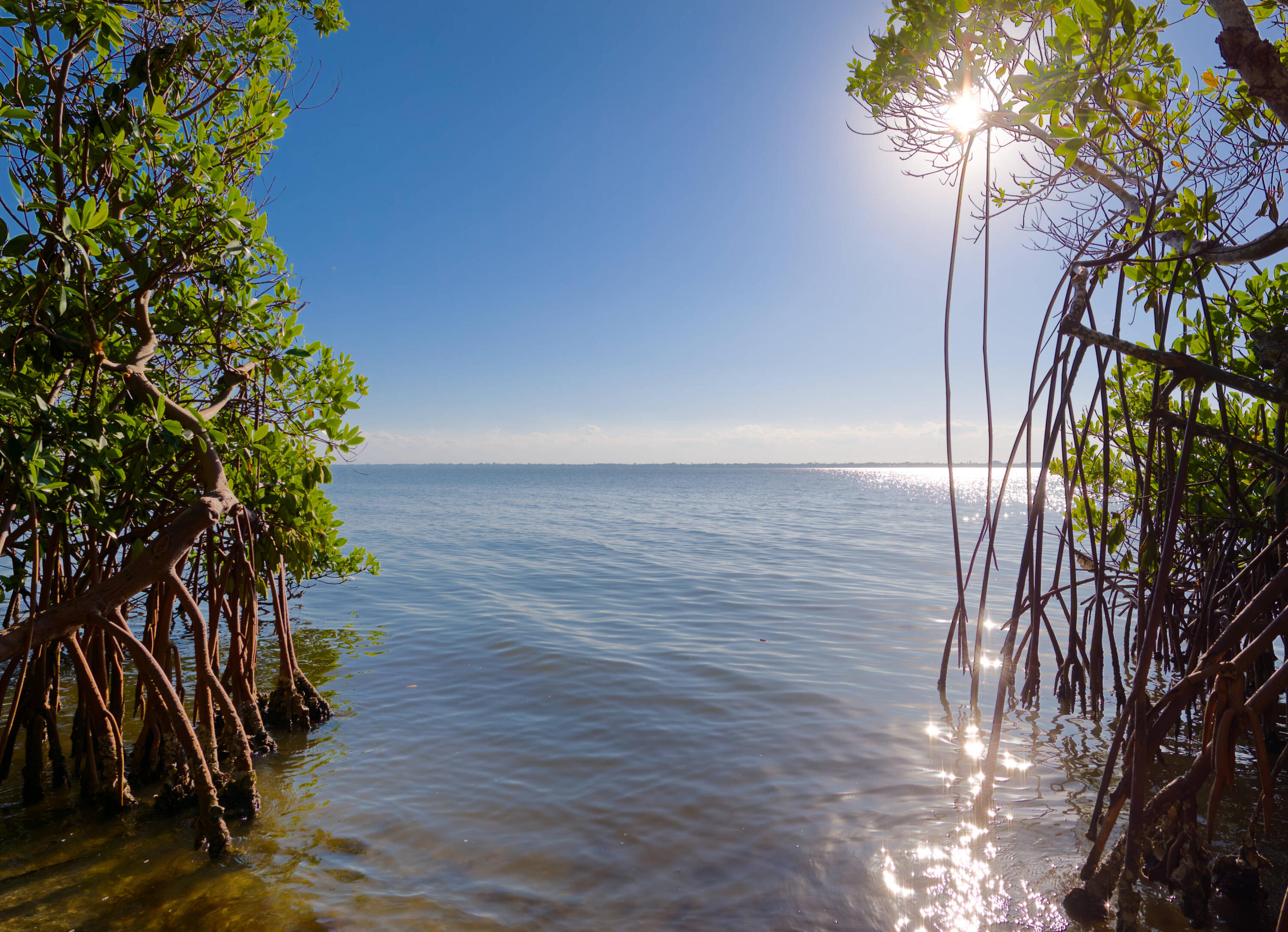 7683 Pelican Pointe Drive Jensen Beach, FL 34957 - Photo 34 of 40 a view of a yard with plants and trees