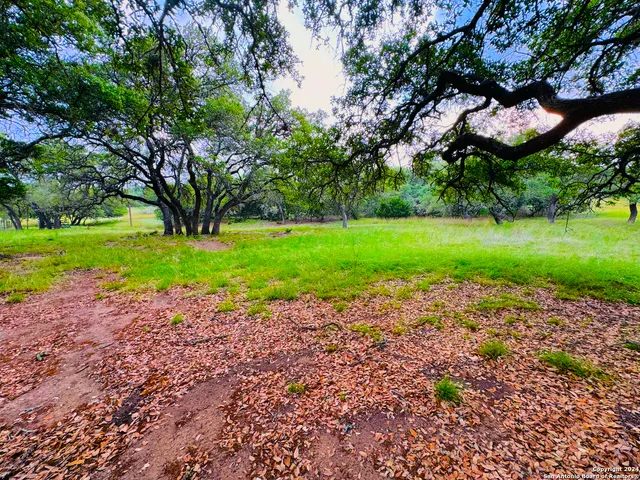 a view of a yard with a tree