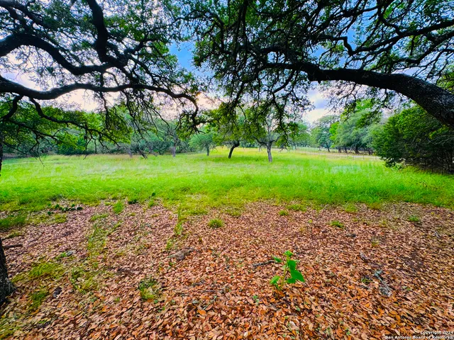 a view of a garden with trees