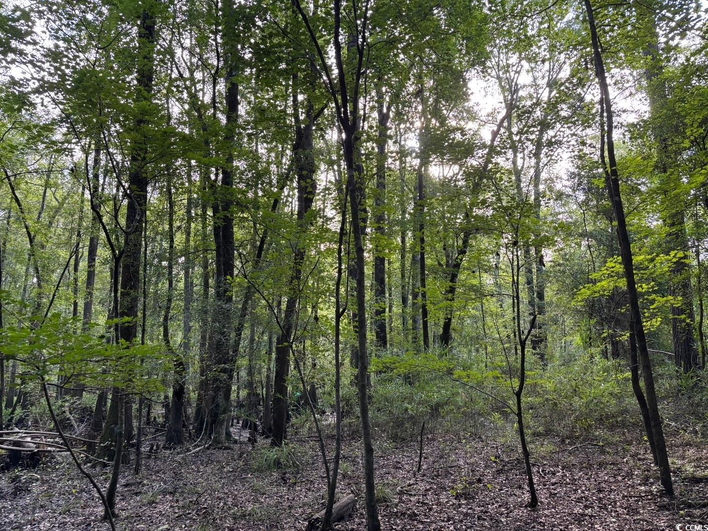 57 Highway 57 Dillon, SC 29536 - Photo 11 of 23 View of tree filled area