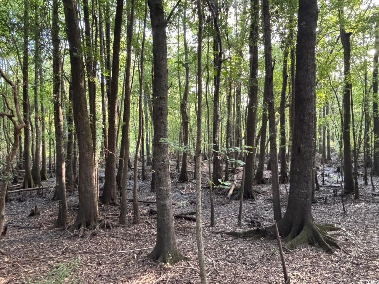 57 Highway 57 Dillon, SC 29536 - Photo 12 of 23 View of tree filled area