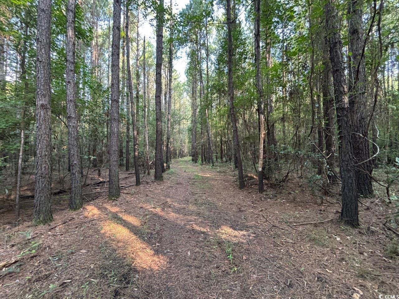 57 Highway 57 Dillon, SC 29536 - Photo 13 of 23 View of woods