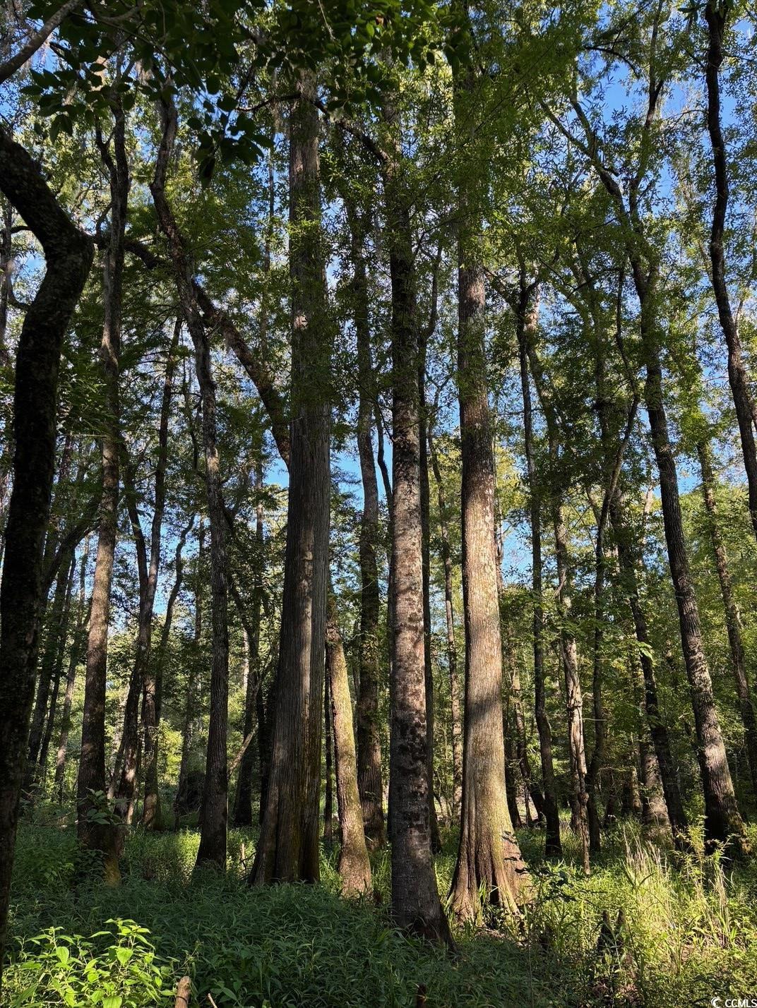57 Highway 57 Dillon, SC 29536 - Photo 16 of 23 View of undeveloped land