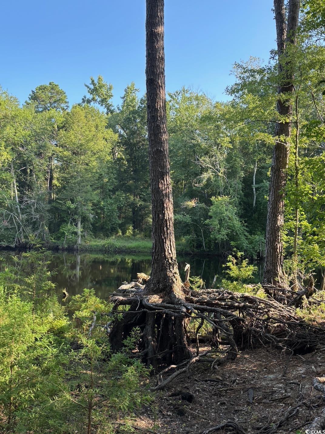 57 Highway 57 Dillon, SC 29536 - Photo 17 of 23 View of wooded area with a water view