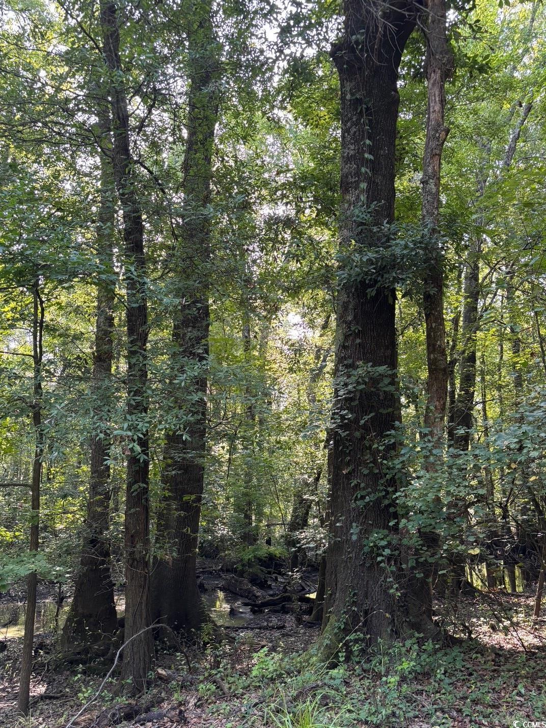 57 Highway 57 Dillon, SC 29536 - Photo 19 of 23 View of woods