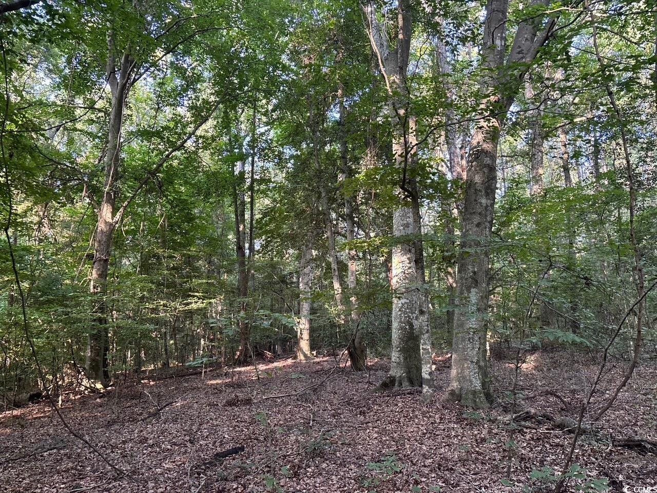 57 Highway 57 Dillon, SC 29536 - Photo 20 of 23 View of woods