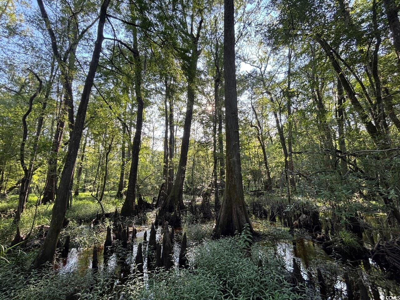 57 Highway 57 Dillon, SC 29536 - Photo 21 of 23 View of local wilderness