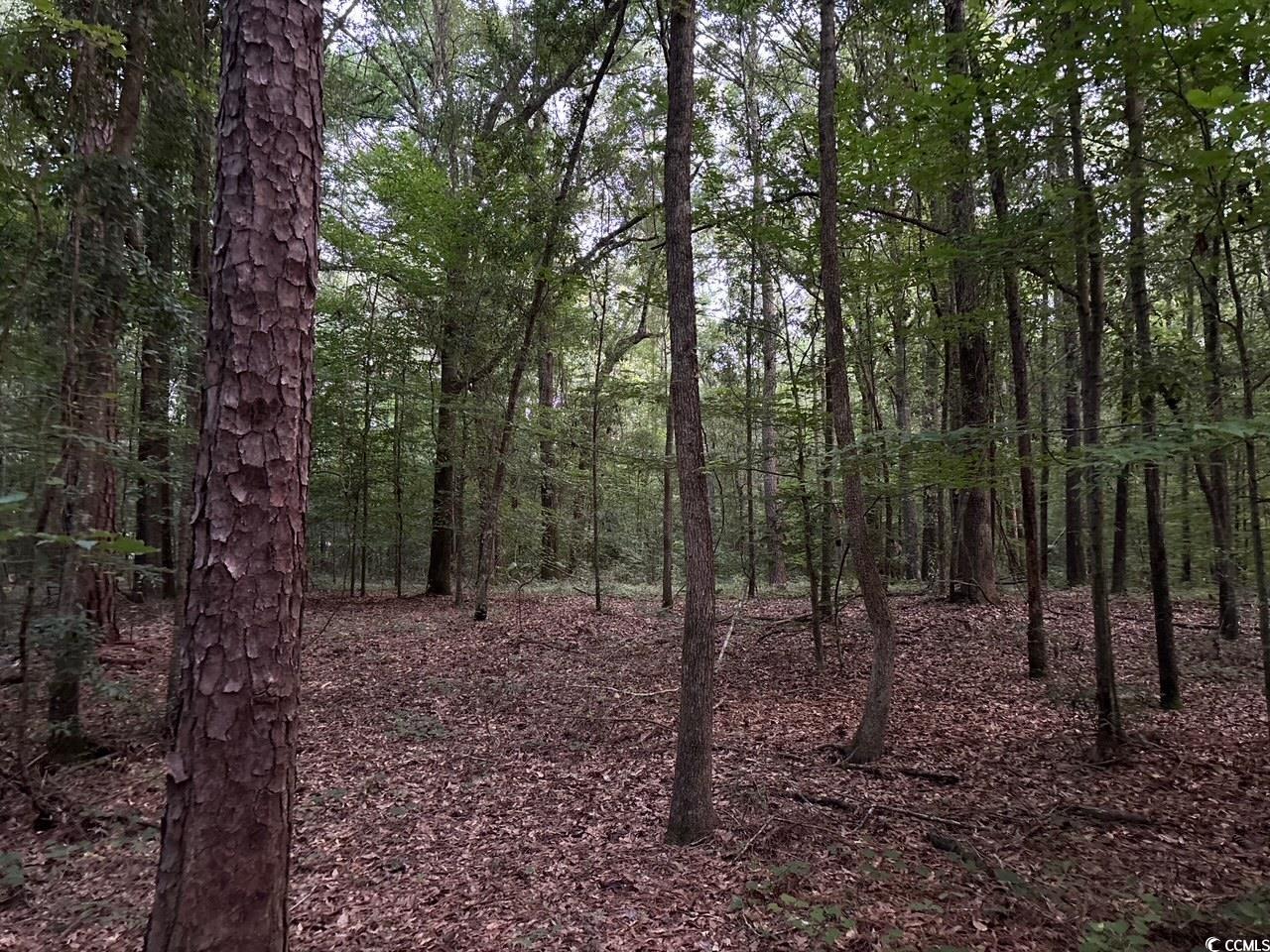 57 Highway 57 Dillon, SC 29536 - Photo 4 of 23 View of woods