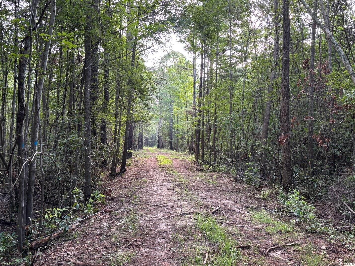 57 Highway 57 Dillon, SC 29536 - Photo 6 of 23 View of dirt / gravel road with a forest view